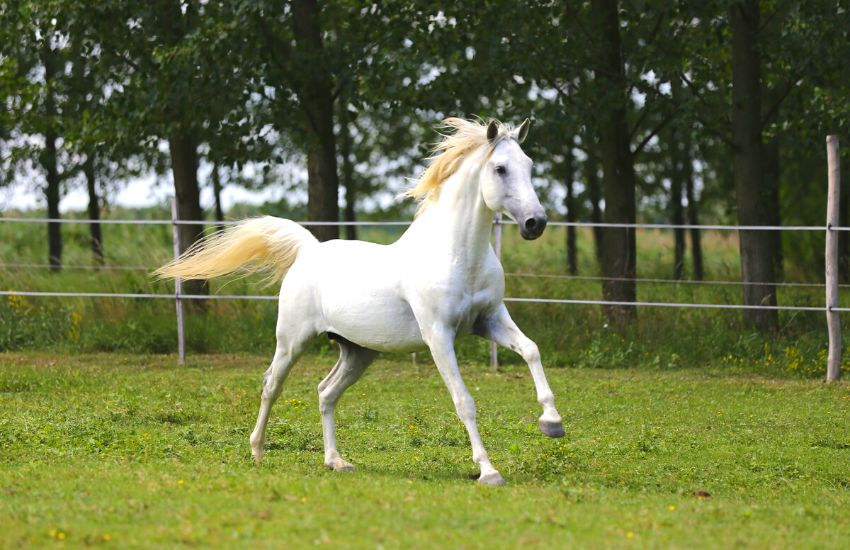 andalusian horse versus lusitano