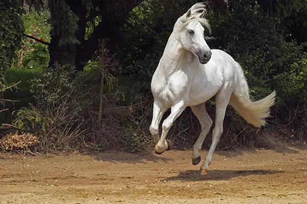 andalusian horse uses in history