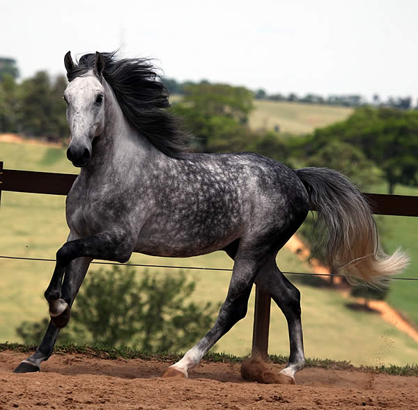 Andalusian Horse Intelligence: Unraveling Their Unique Abilities