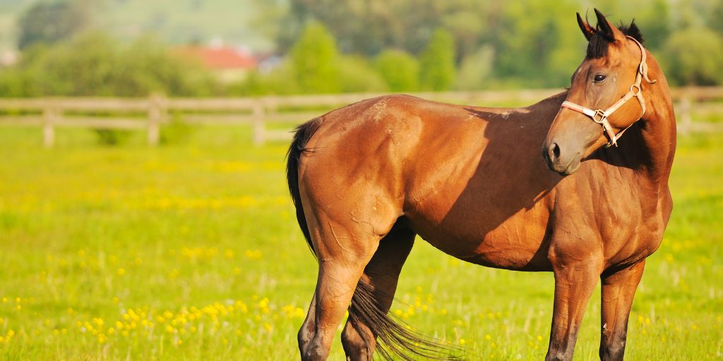 Behavioral Changes After Horse Injury