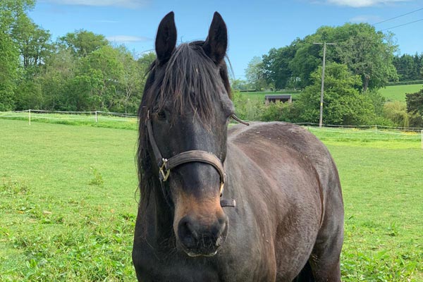 gelding behavior traits Common Gelding Behavior Traits