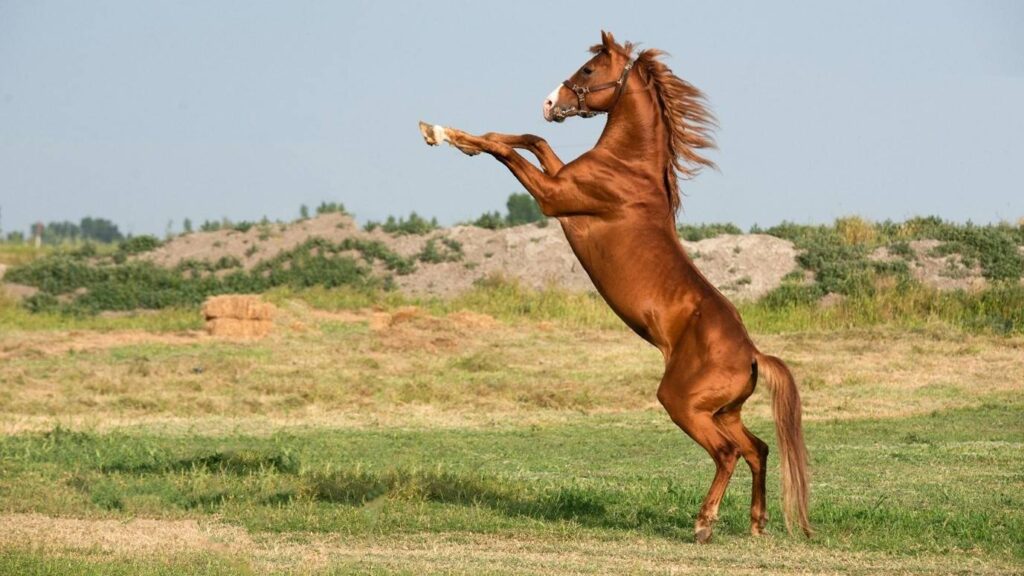 Decoding the Blowing Noise Horses Make