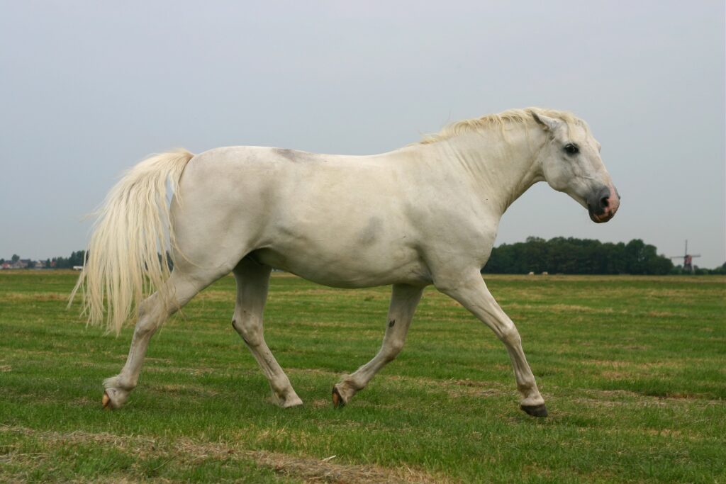 Explaining Stallion Behavior