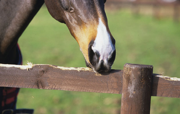 stallion behavior explained Explaining Stallion Behavior