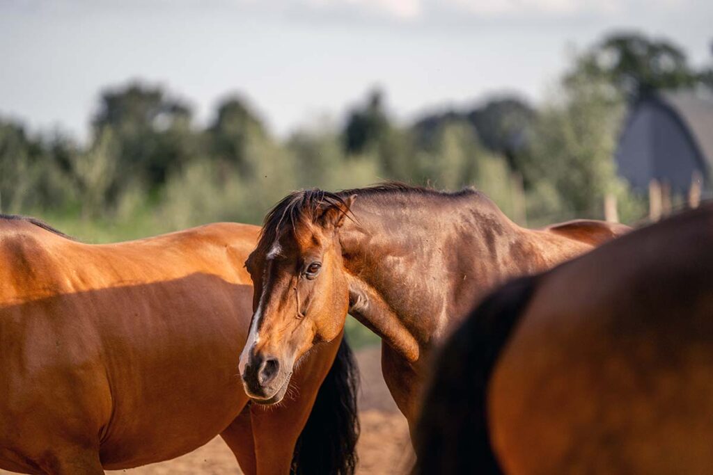 Friendship and Social Bonds in Horses