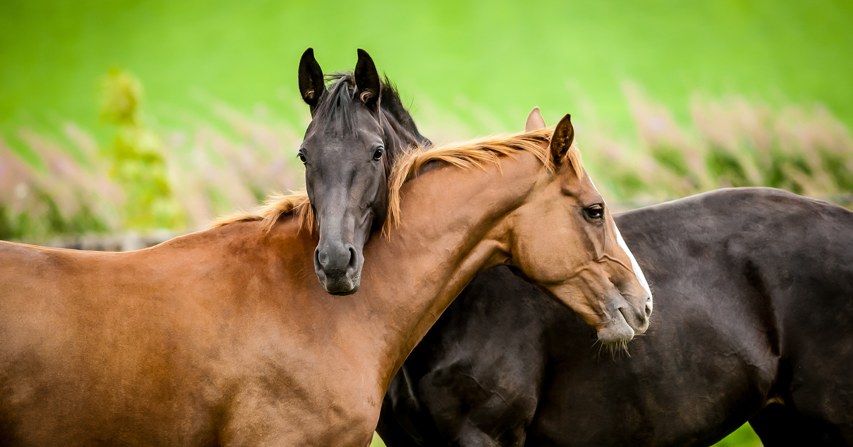 Friendship Dynamics Within a Herd