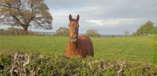 horse behavior in herd Herd Behavior Patterns in Horses