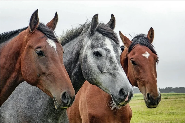 horse ear positions meaning Horse Ear Positions and What They Mean