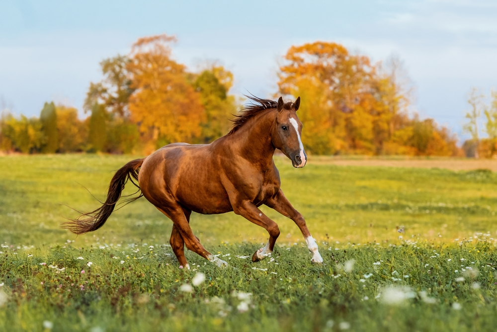 Horse Eye Movement and Mood Cues
