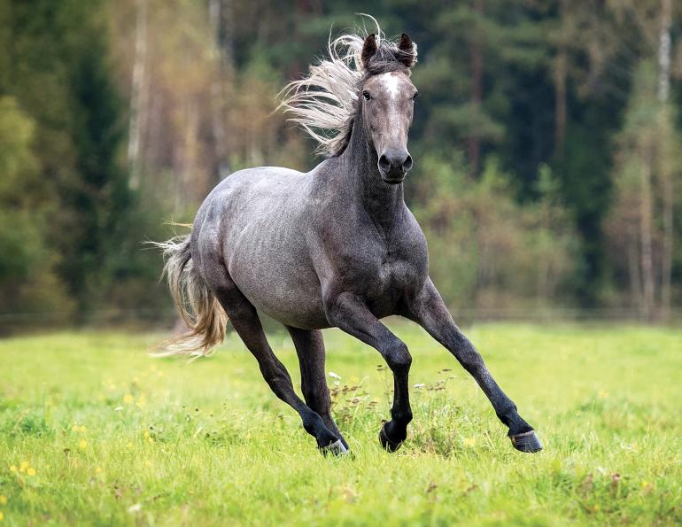 horse instinct behavior Horse Instincts Explained