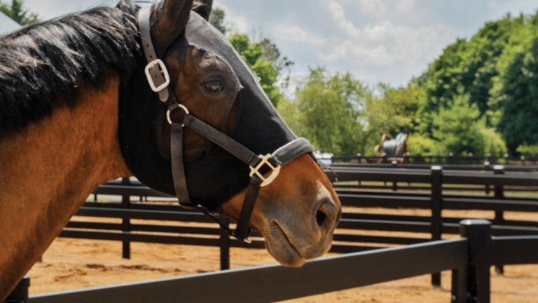 horse pecking order Horse Pecking Order Explained