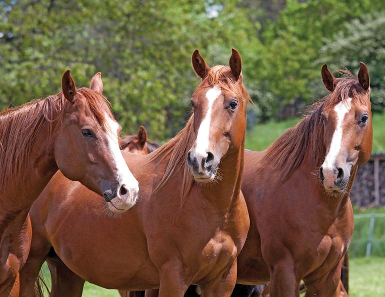 horse pecking order Horse Pecking Order Explained