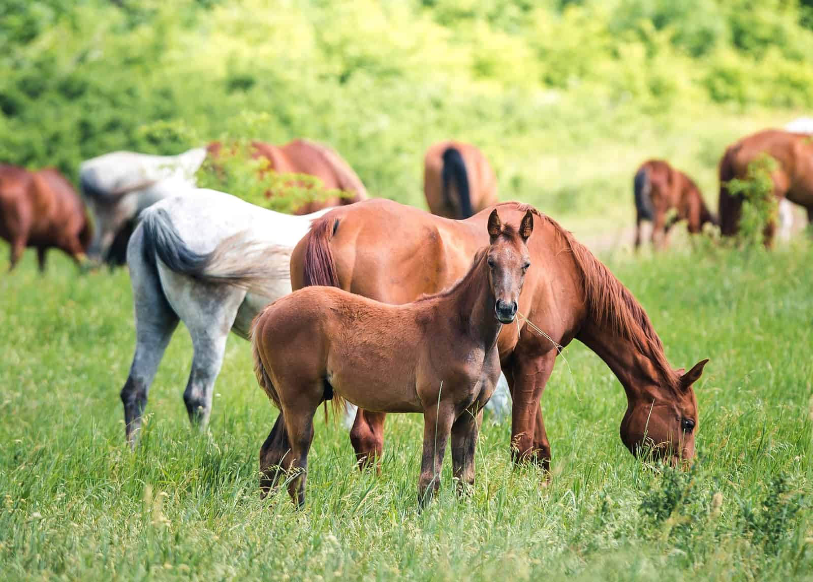 Horse Vocalizations and Their Meanings