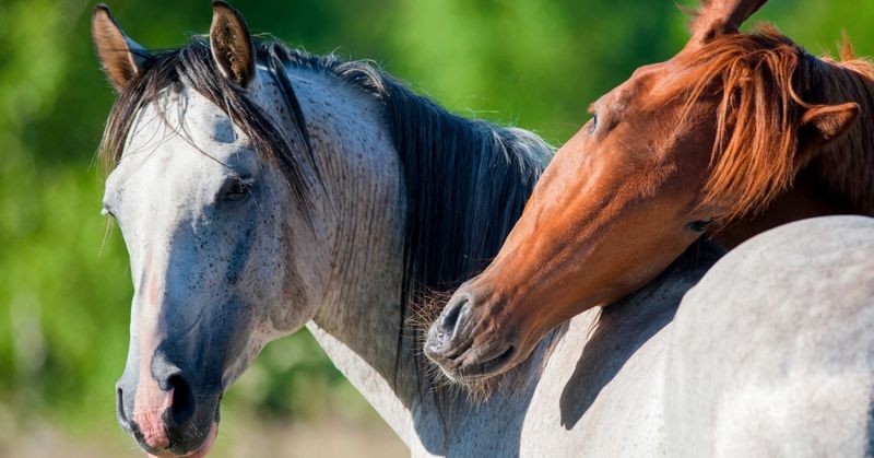 aging and horse behavior changes How Aging Affects Horse Behavior