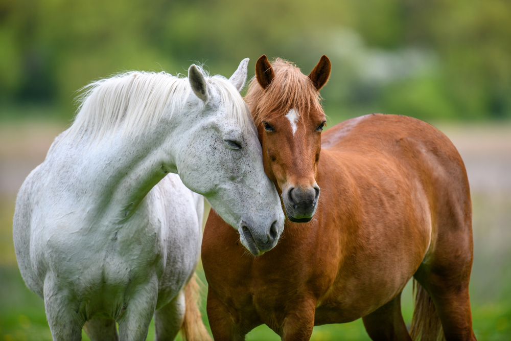 How Environment Affects Horse Behavior Of Horse