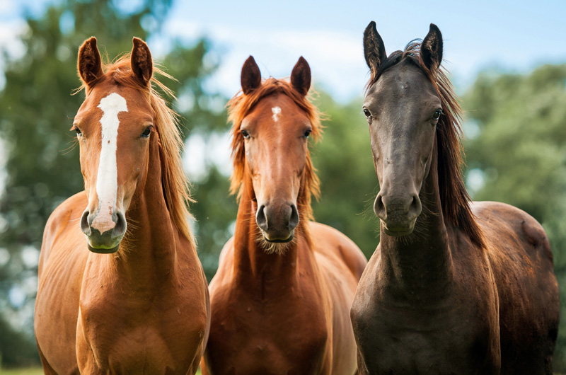 horse behavior before feeding How Horses Act Before Feeding Time