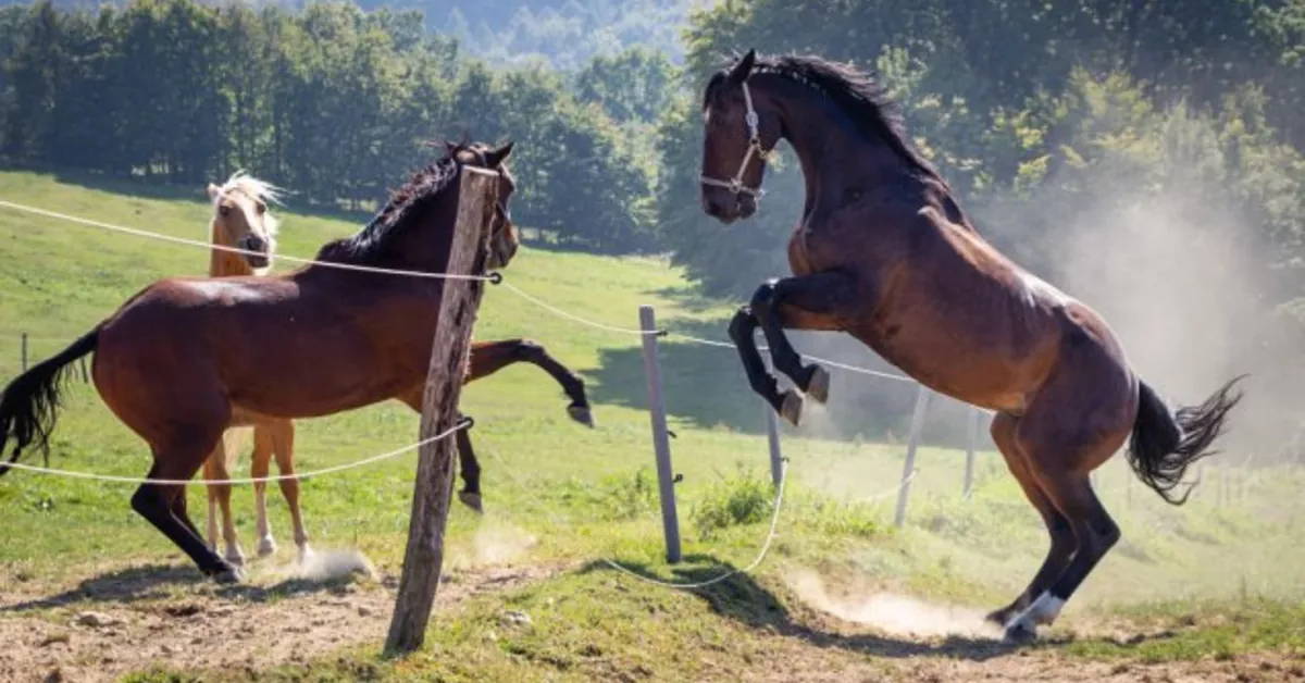 How Horses Recognize Their Owners