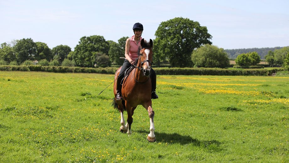 how horses show affection How Horses Show Affection to Humans and Other Horses