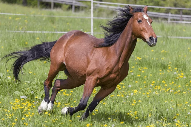 how horses show fear How Horses Show Fear and Anxiety