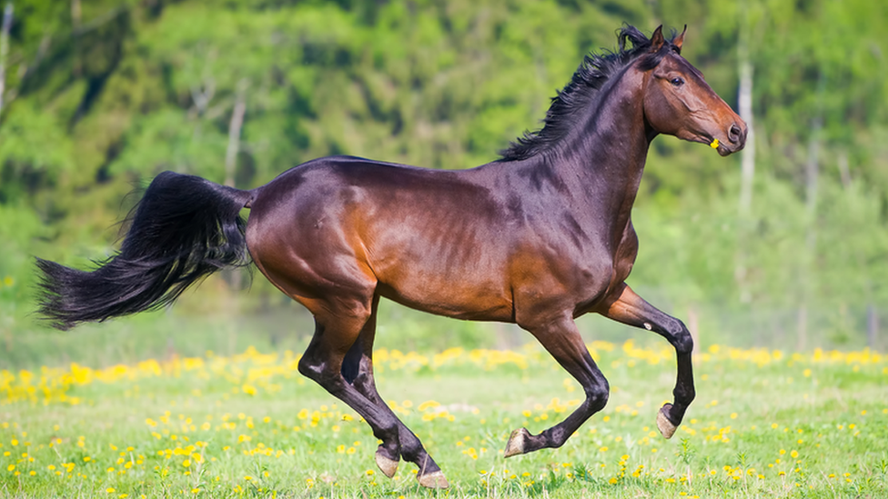 how to calm a nervous horse How to Calm a Nervous Horse Naturally