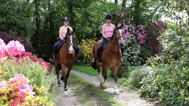 how to read foal body language How to Read Foal Body Language