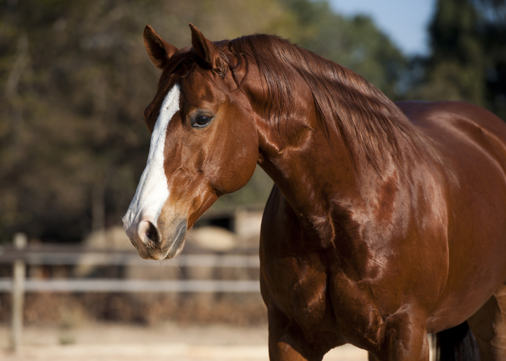 how to read foal body language How to Read Foal Body Language