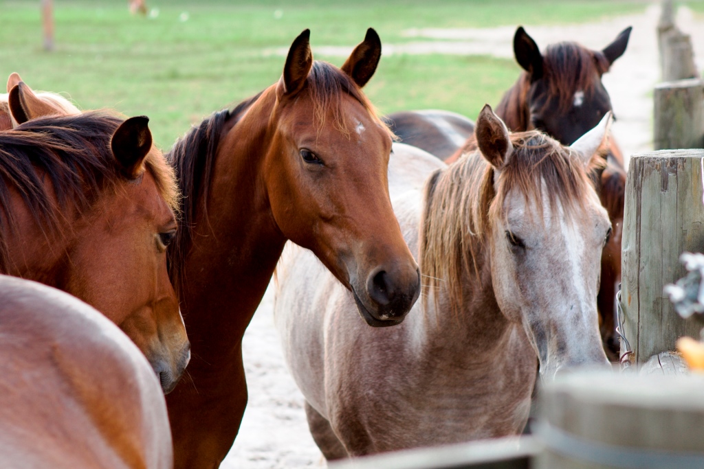 How to Stop a Horse from Cribbing