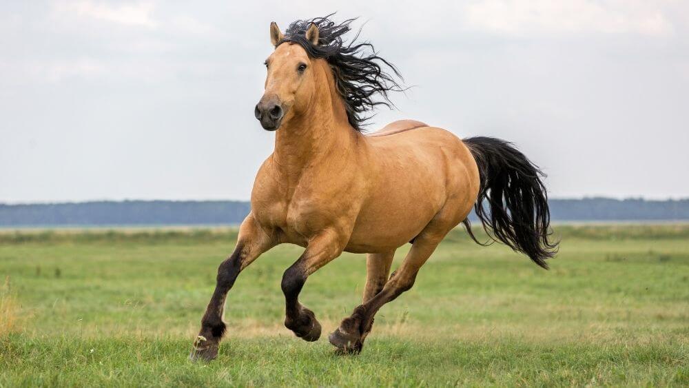 horse training and behavior link Link Between Training and Horse Behavior