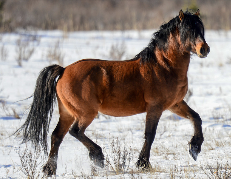 horse maternal behavior Maternal Behavior in Horses