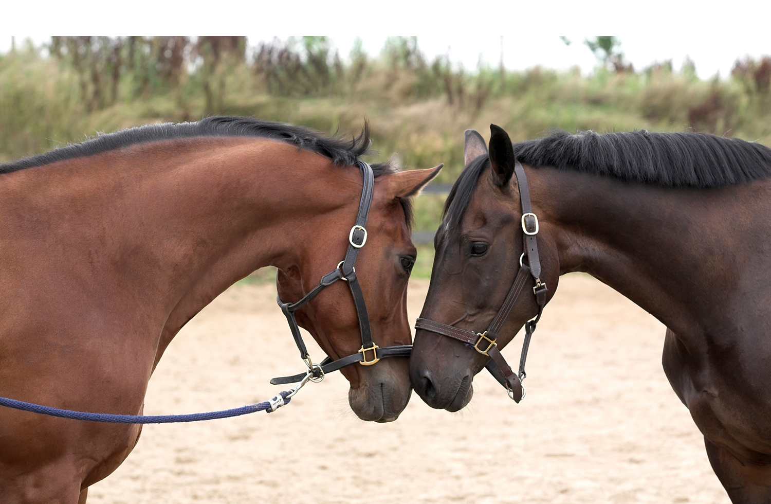 Obedience vs. Trust in Horse Training