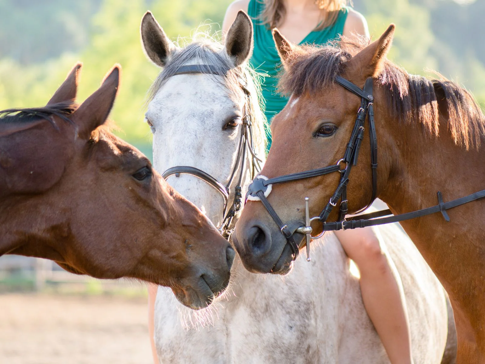 Preventing Wood Chewing in Horses