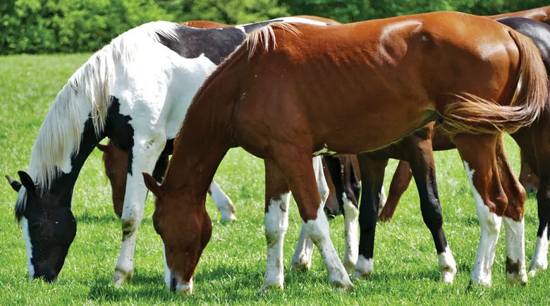 Recognizing Body Tension in Horses