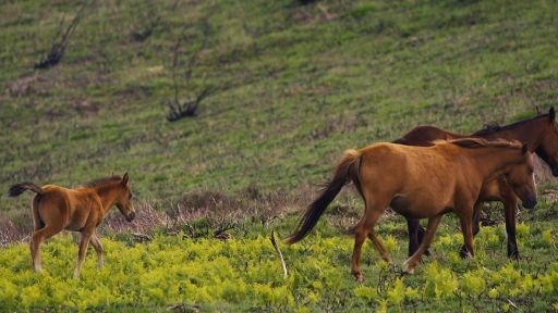 how to stop horse anxiety Stopping Anxiety and Fear in Horses