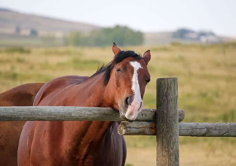 The Startle Reflex in Horses Explained