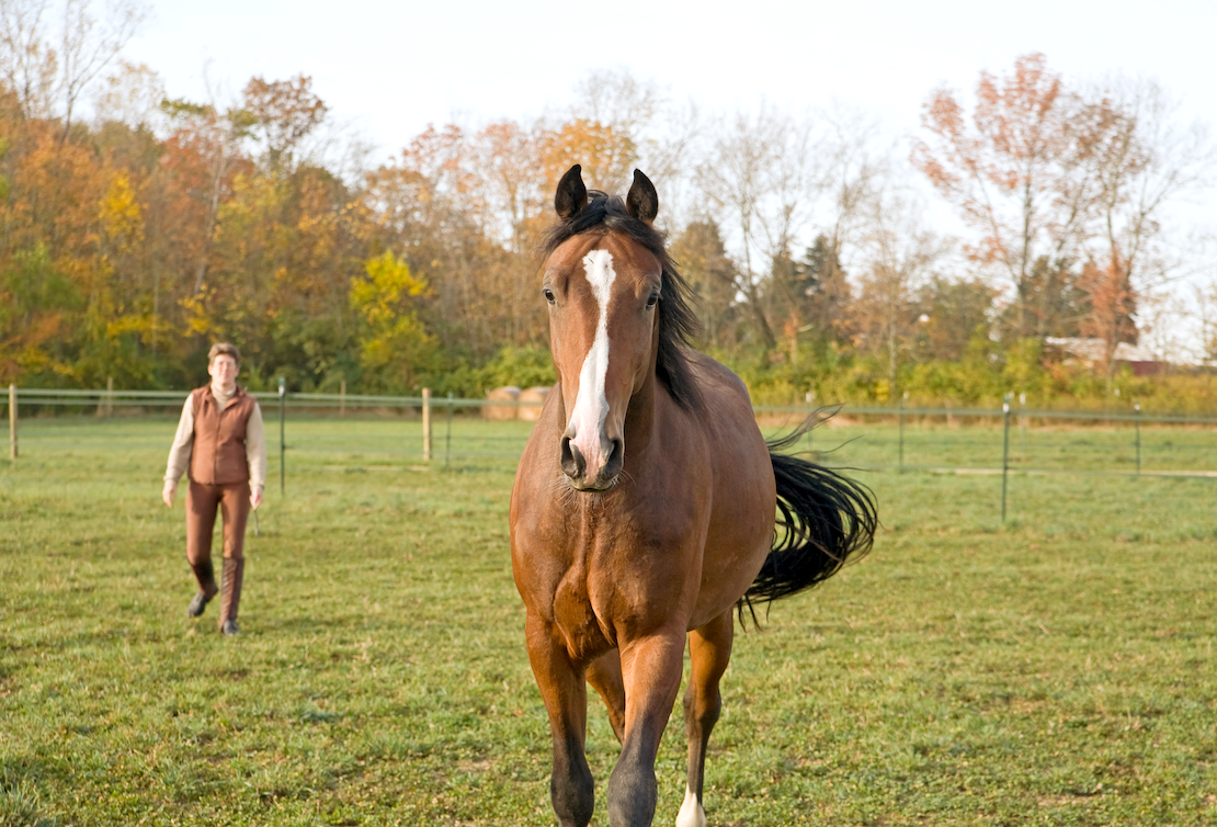 horse training mistakes and behavior Training Mistakes That Affect Horse Behavior