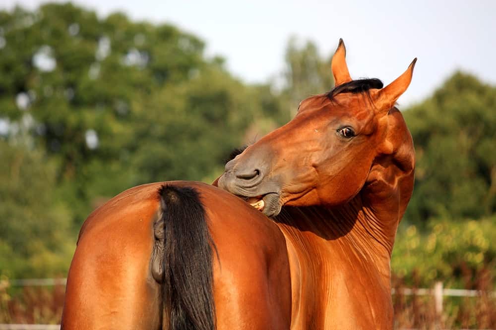 Understanding Fear of Objects in Horses