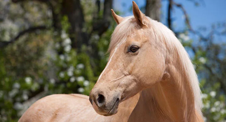 horse mating behavior Understanding Horse Mating Behavior