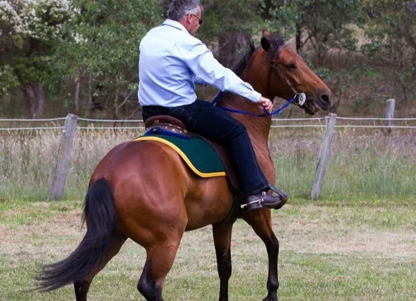 horse nipping behavior Understanding Horse Nipping Behavior