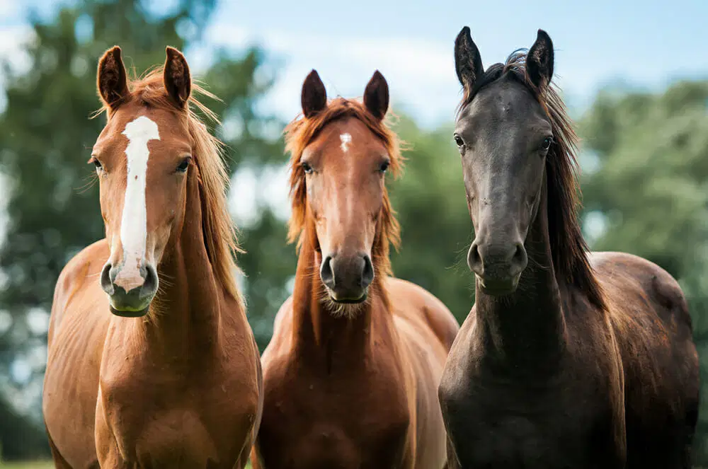 Understanding the Meaning of a Horse’s Neigh