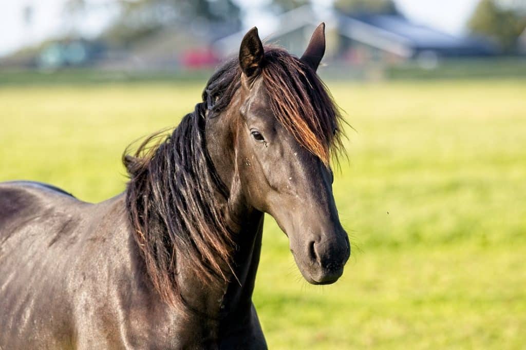 horse lying down behavior Understanding Why Horses Lie Down