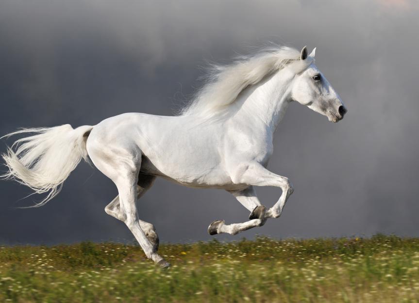 horse yawning meaning What Horse Yawning Really Indicates