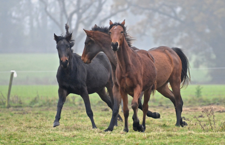 What Tail Flicking Means in Horses