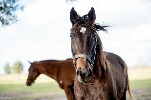 horse backing away behavior Why Horses Back Away from People