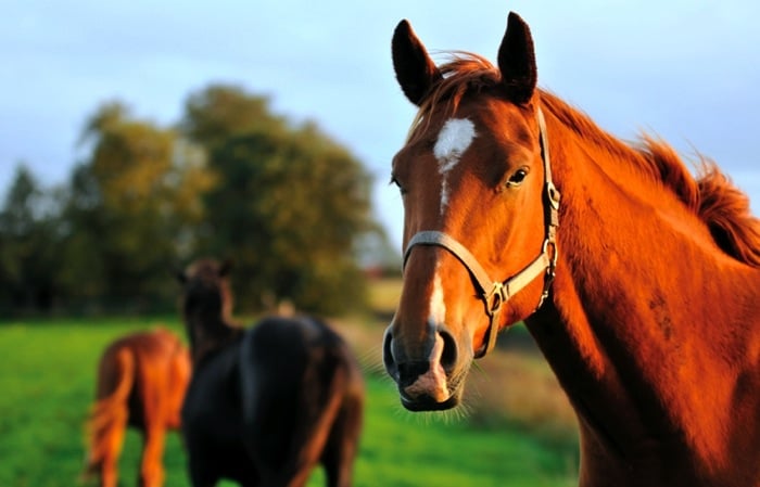 Why Horses Grind Their Teeth