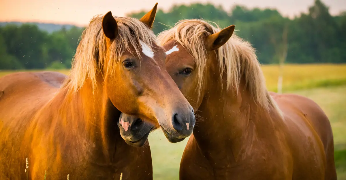 Why Horses Sleep Standing Up