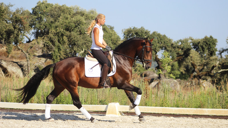 Conditioning a Horse for Dressage