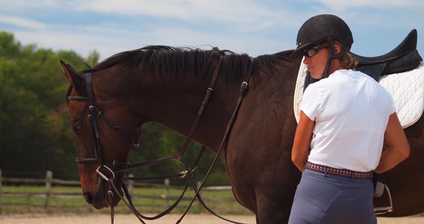 dressage training green horse Dressage Training for a Green Horse