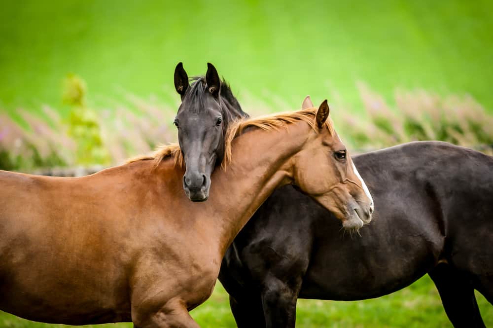 how horses show affection How Horses Show Affection to Humans and Other Horses