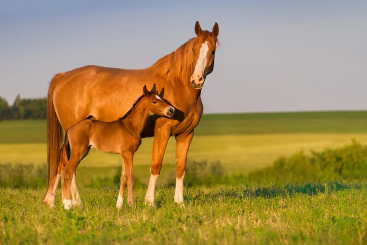 horse care in hot weather Horse Care in Hot Weather: Tips to Keep Your Horse Cool