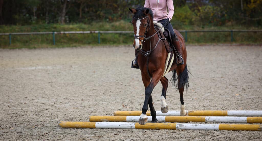 dressage training milestones Key Dressage Training Milestones